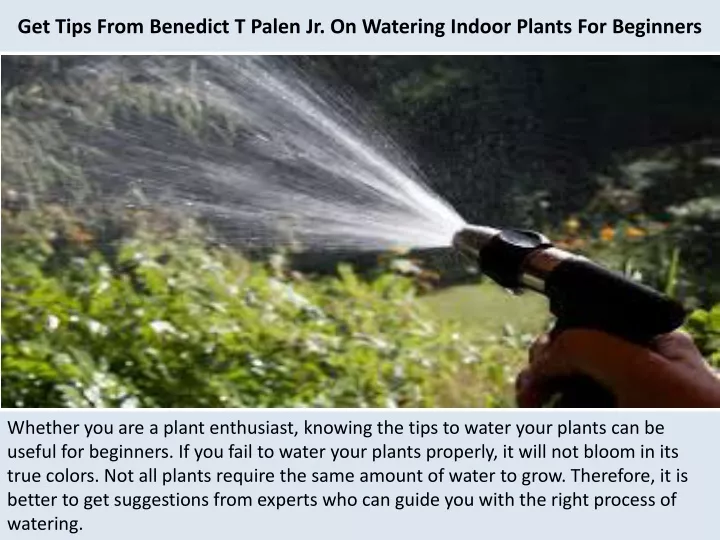 get tips from benedict t palen jr on watering indoor plants for beginners