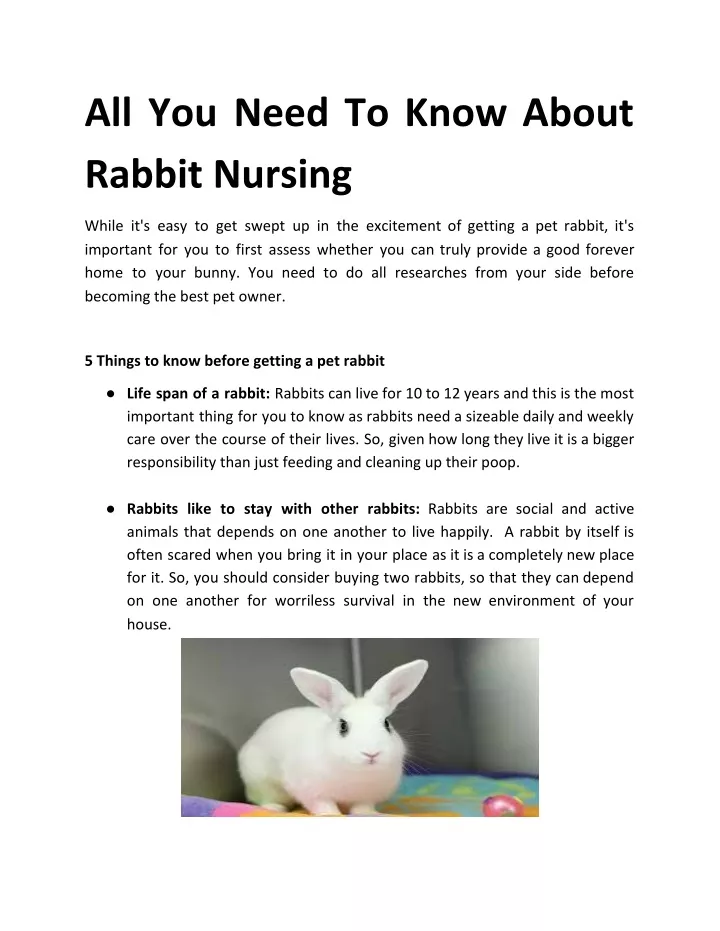 all you need to know about rabbit nursing