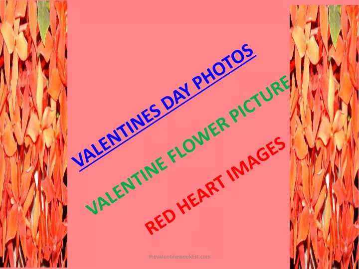 valentines day photos valentine flower picture red heart images
