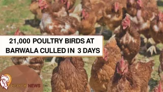 21,000 POULTRY BIRD AT BARWALA CULLED IN 3 DAYS