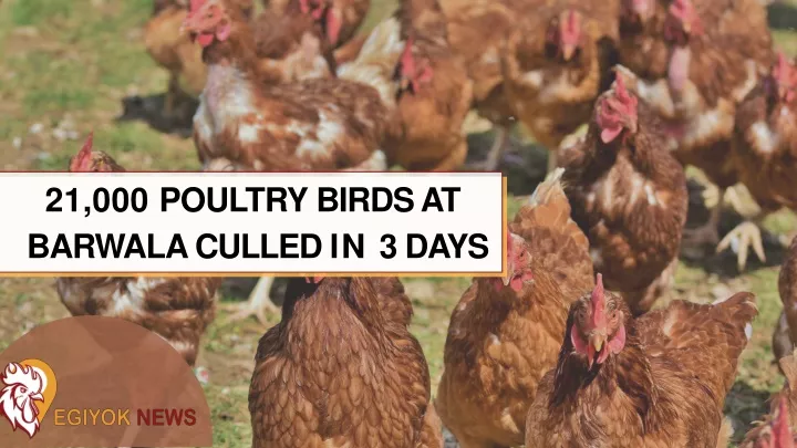 21 000 poultry birds at barwala culled in 3 days