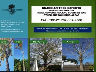 guardian tree experts your tree care experts