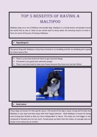 top 5 benefits of having a maltipoo