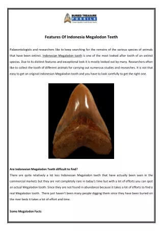 features of indonesia megalodon teeth