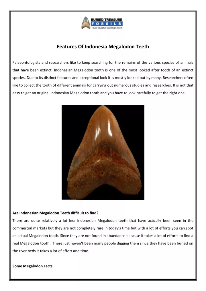 features of indonesia megalodon teeth