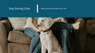 dog training collar