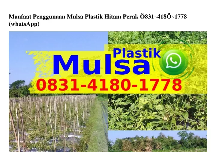 manfaat penggunaan mulsa plastik hitam perak