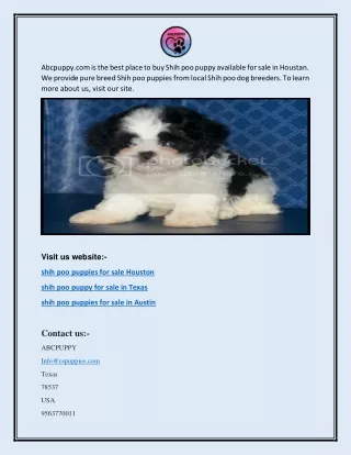 Shih Poo Puppies For Sale Houston | Abcpuppy.com