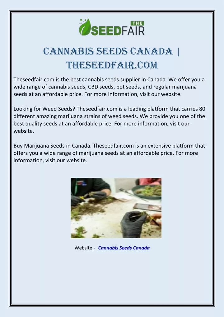 cannabis seeds canada theseedfair com