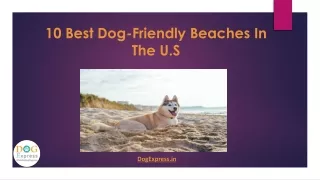 10 best dog friendly beaches in the u s