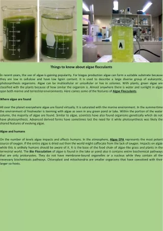 things to know about algae flocculants