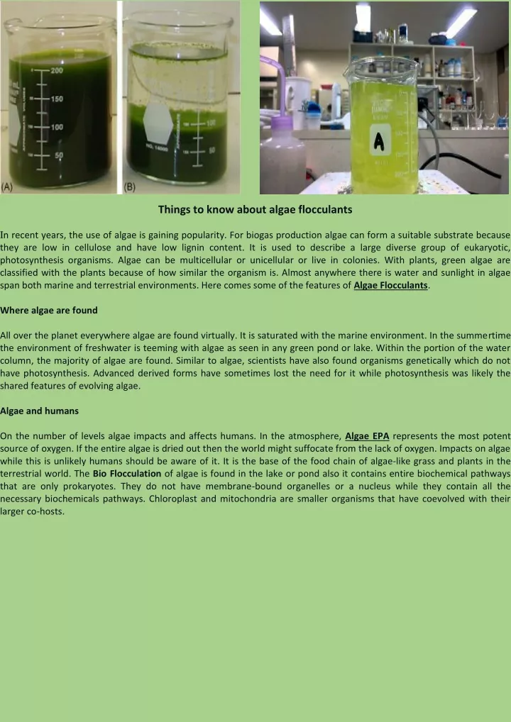 things to know about algae flocculants