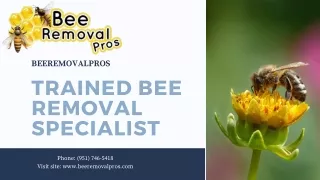 Trained Bee Removal Specialist | Beeremovalpros