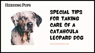 Special Tips for Taking Care of a Catahoula Leopard Dog By Herdingpups