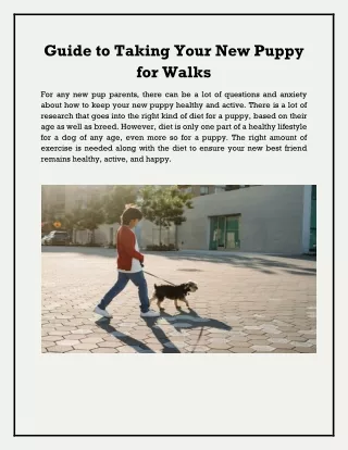 guide to taking your new puppy for walks