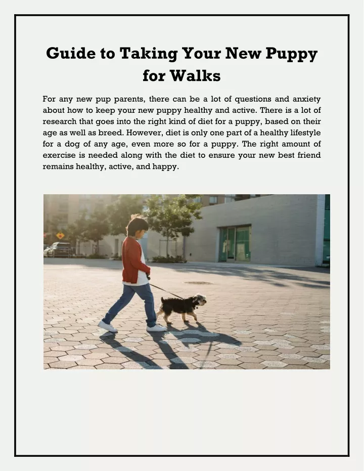 guide to taking your new puppy for walks