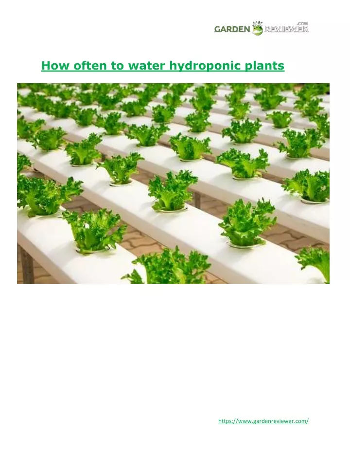 how often to water hydroponic plants
