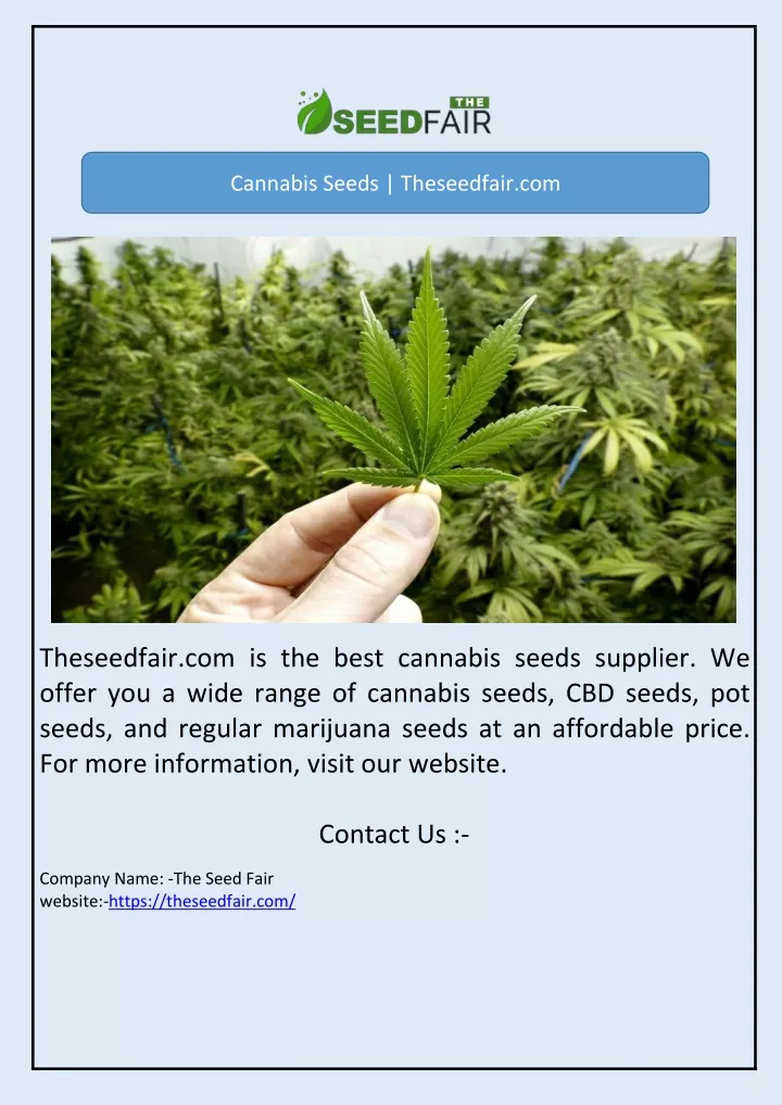 cannabis seeds theseedfair com