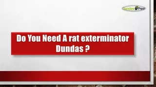 Rat Exterminator Dundas - Dundas Pest