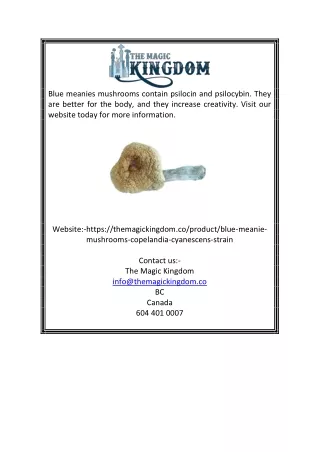 Buy Blue Meanie Mushrooms Online In Canada | The Magic Kingdom