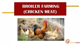 Broiler poultry farming in India | Egiyok News