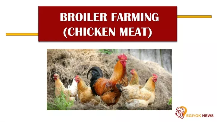 broiler farming chicken meat