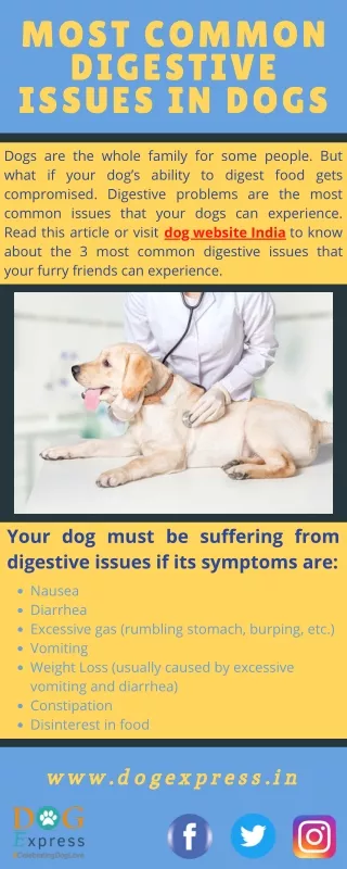 most common digestive issues in dogs