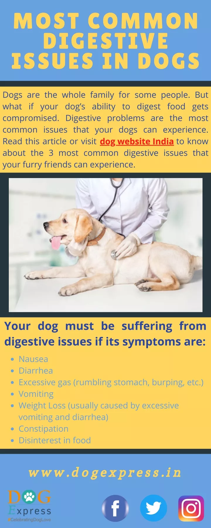 most common digestive issues in dogs