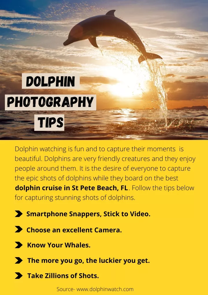 dolphin photography tips
