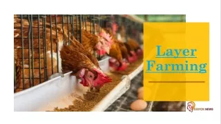 Layer poultry farming |Egiyok News