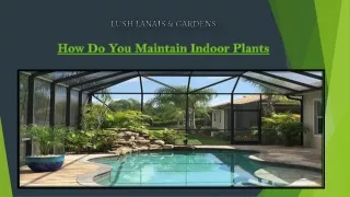 How Do You Maintain Indoor Plants