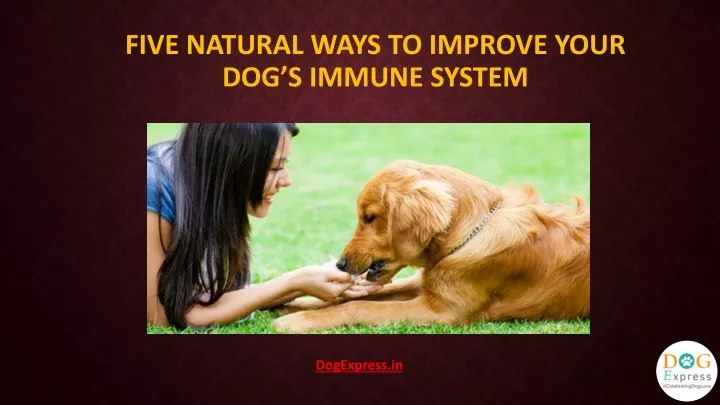 five natural ways to improve your dog s immune system