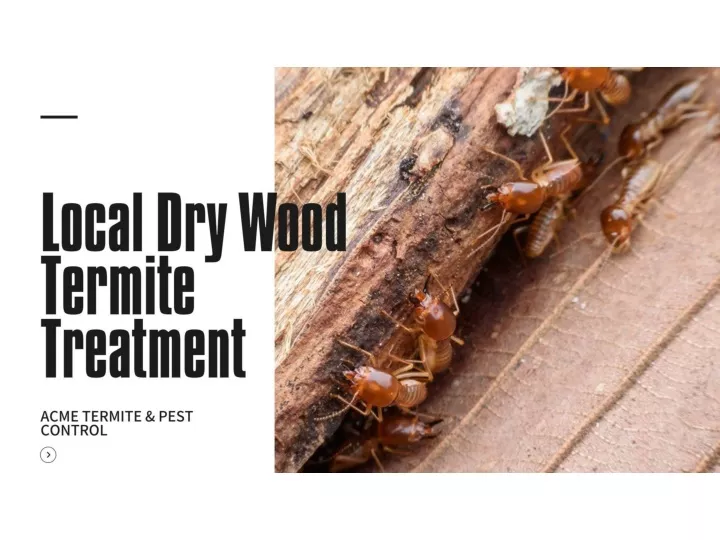 PPT - Local Dry Wood Termite Treatment in Bradenton PowerPoint