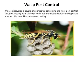 wasp pest control