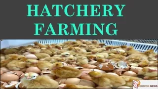 Hatchery Poultry Farming