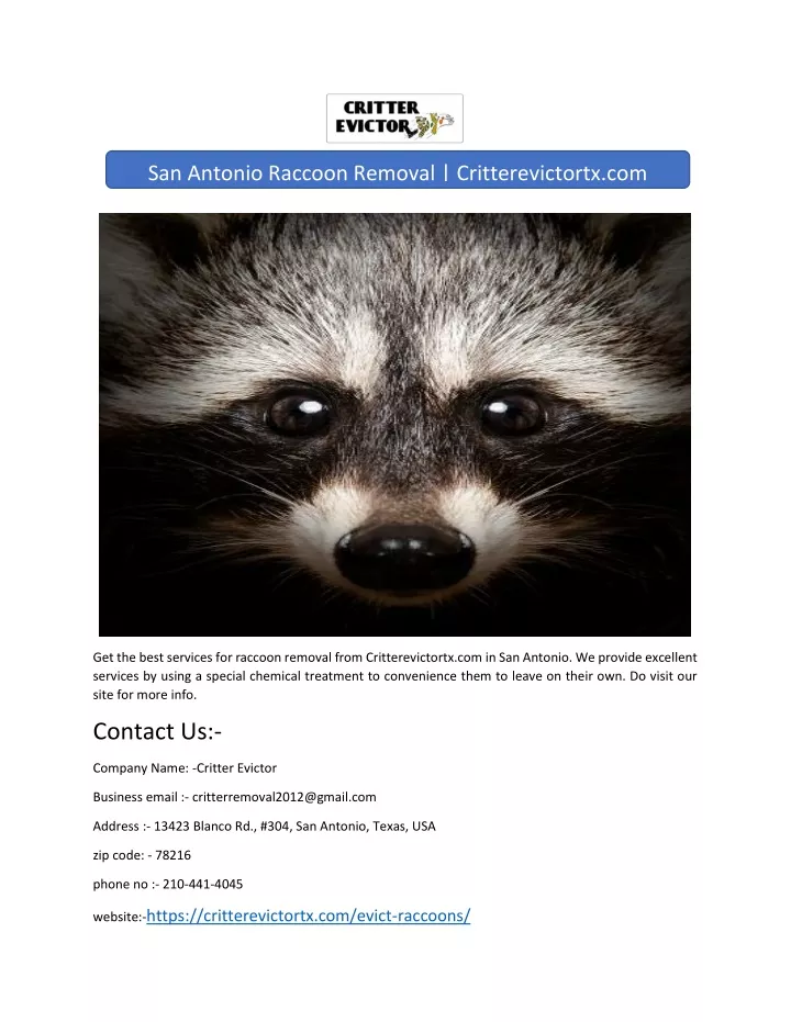 san antonio raccoon removal critterevictortx com