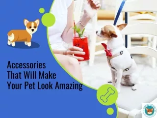 Accessories  That Will Make  Your Pet Look Amazing