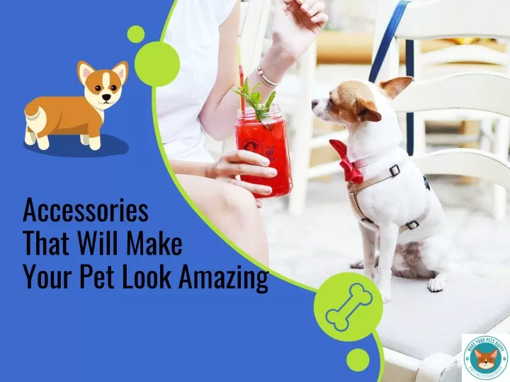 accessories that will make your pet look amazing