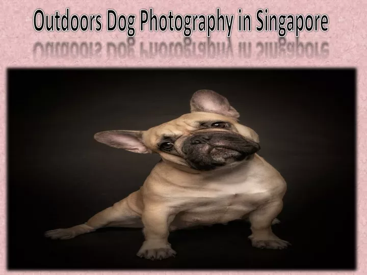 outdoors dog photography in singapore