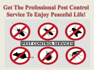 Get The Professional Pest Control Service To Enjoy Peaceful Life!