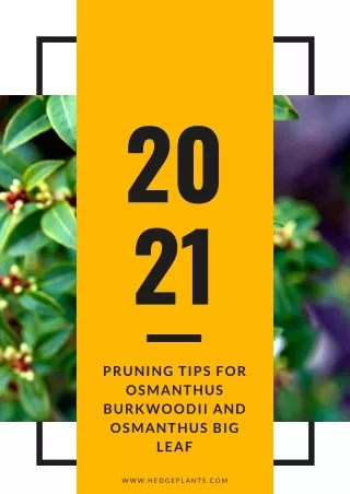 Pruning Tips for Osmanthus Burkwoodii and Osmanthus Big Leaf