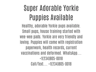 Super Adorable Yorkie Puppies Available