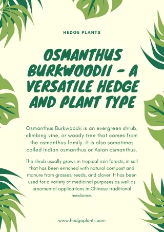 Osmanthus Burkwoodii - A Versatile Hedge And Plant Type