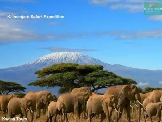 Kilimanjaro Safari Expedition 2021