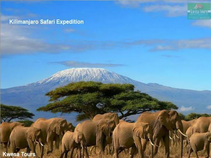 tanzania kilimanjaro and safari adventure