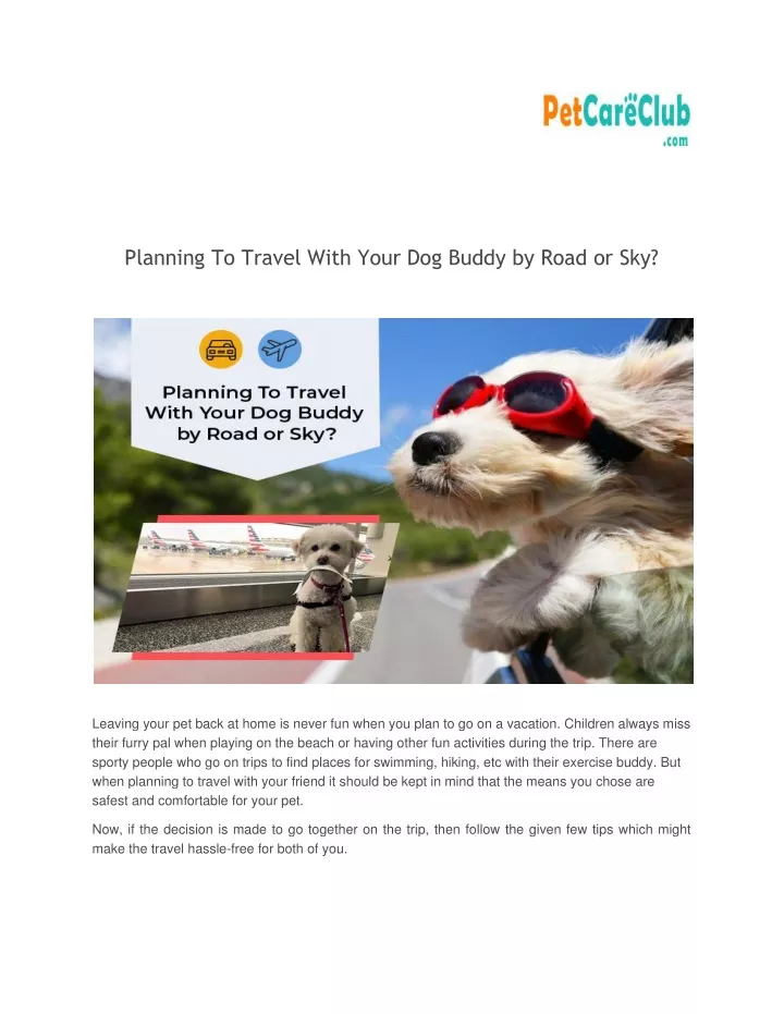 planning to travel with your dog buddy by road
