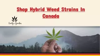 Shop Hybrid Weed Strains In Canada – Carly's Garden