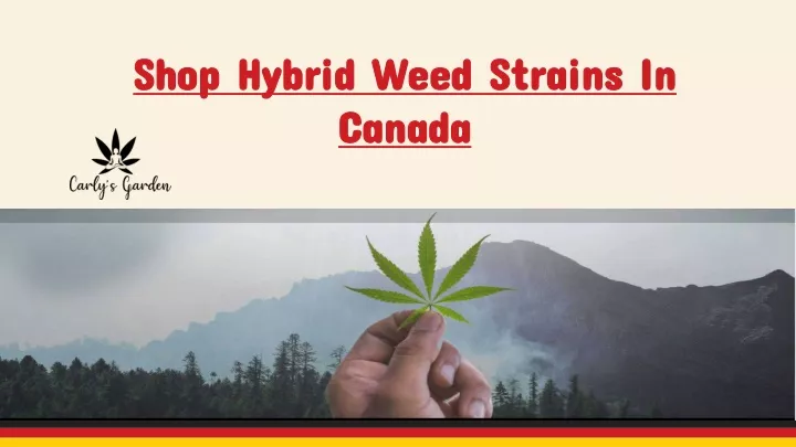 shop hybrid weed strains in canada