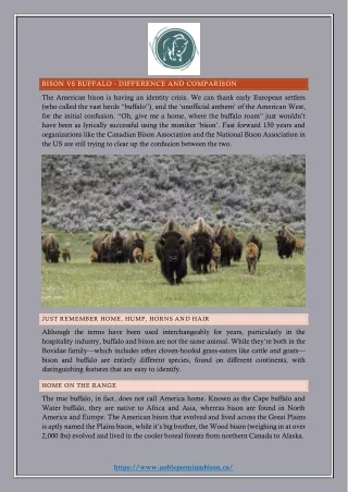 bison vs buffalo difference and comparison