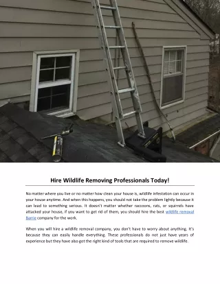 Hire Wildlife Removing Professionals Today!